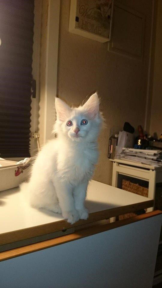 Norsk Skovkat Dk northtown cats Elvira billede 7