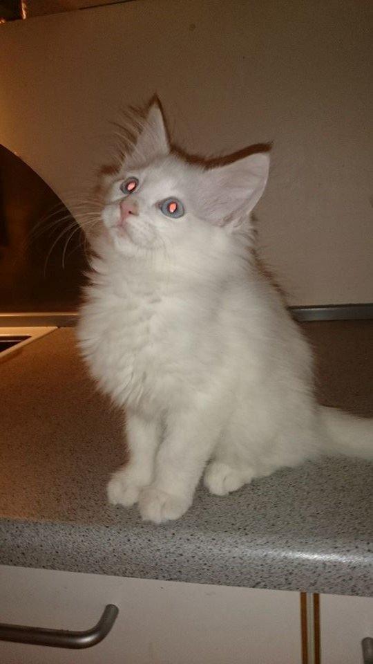 Norsk Skovkat Dk northtown cats Elvira billede 8