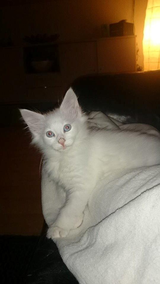 Norsk Skovkat Dk northtown cats Elvira billede 9