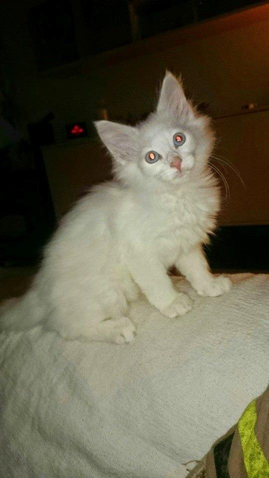 Norsk Skovkat Dk northtown cats Elvira billede 11