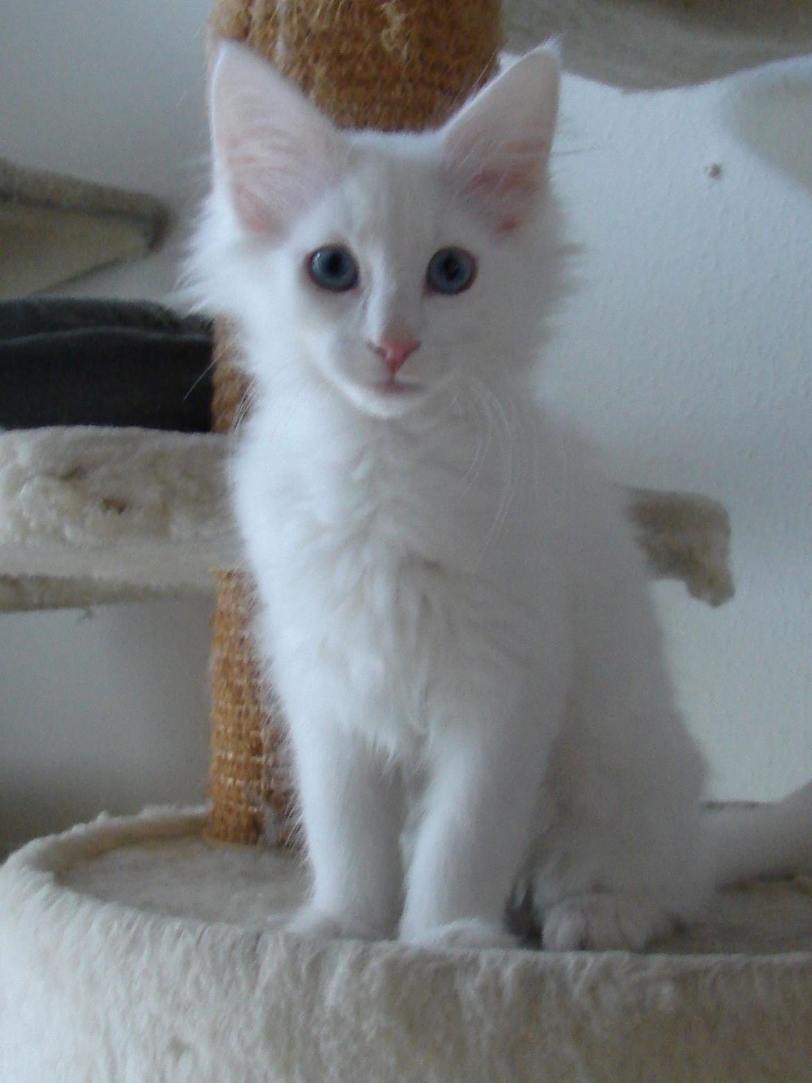 Norsk Skovkat Dk northtown cats Elvira billede 12