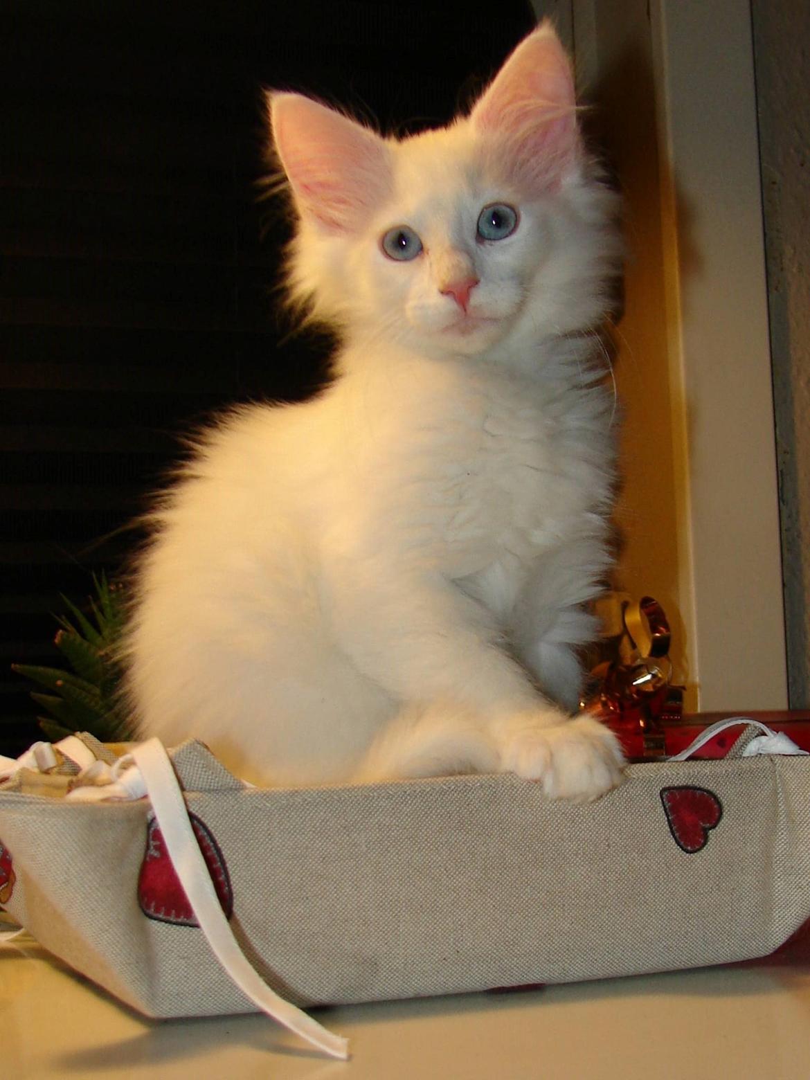 Norsk Skovkat Dk northtown cats Elvira billede 10