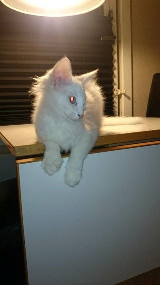 Norsk Skovkat Dk northtown cats Elvira billede 13