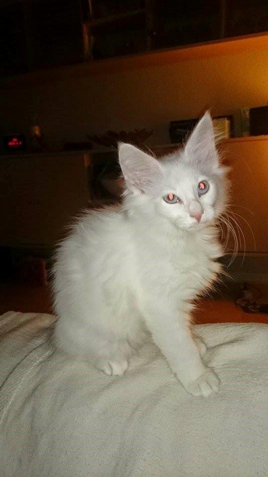 Norsk Skovkat Dk northtown cats Elvira billede 15