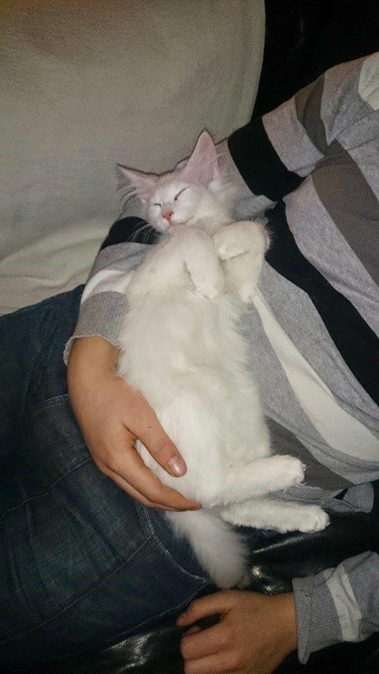 Norsk Skovkat Dk northtown cats Elvira billede 14