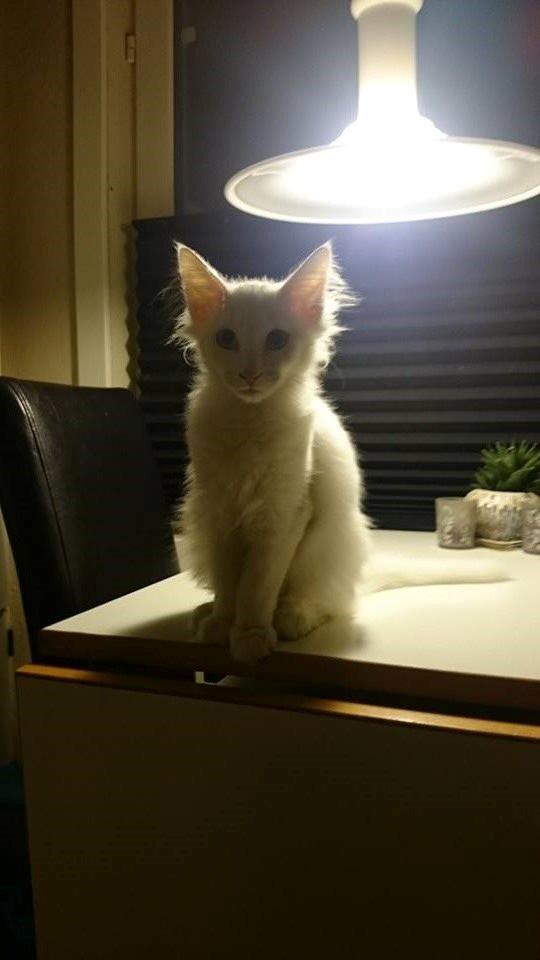 Norsk Skovkat Dk northtown cats Elvira billede 16