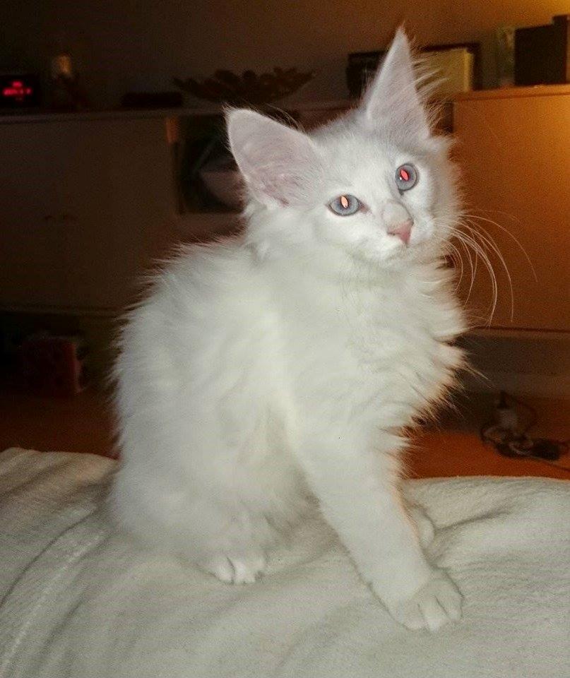 Norsk Skovkat Dk northtown cats Elvira billede 19