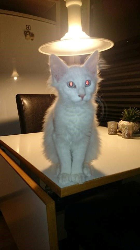 Norsk Skovkat Dk northtown cats Elvira billede 20