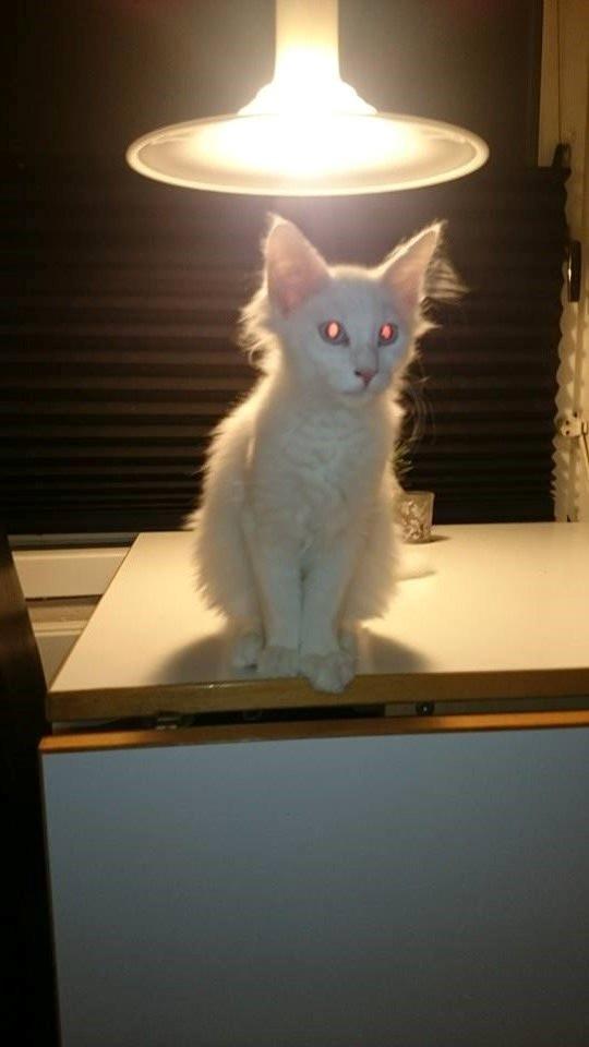 Norsk Skovkat Dk northtown cats Elvira billede 21