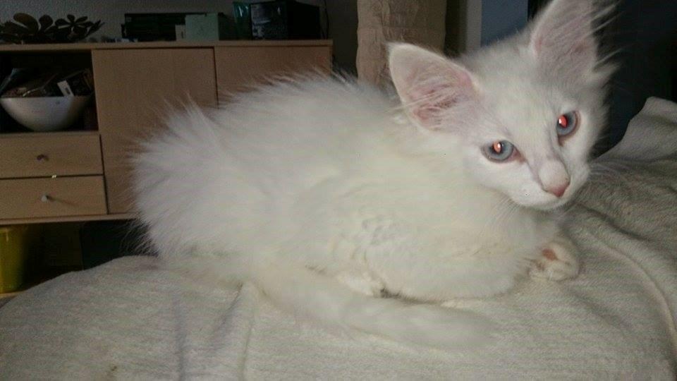 Norsk Skovkat Dk northtown cats Elvira billede 24