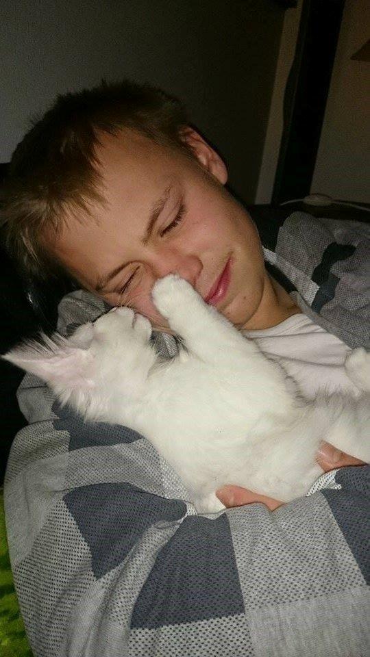 Norsk Skovkat Dk northtown cats Elvira billede 25