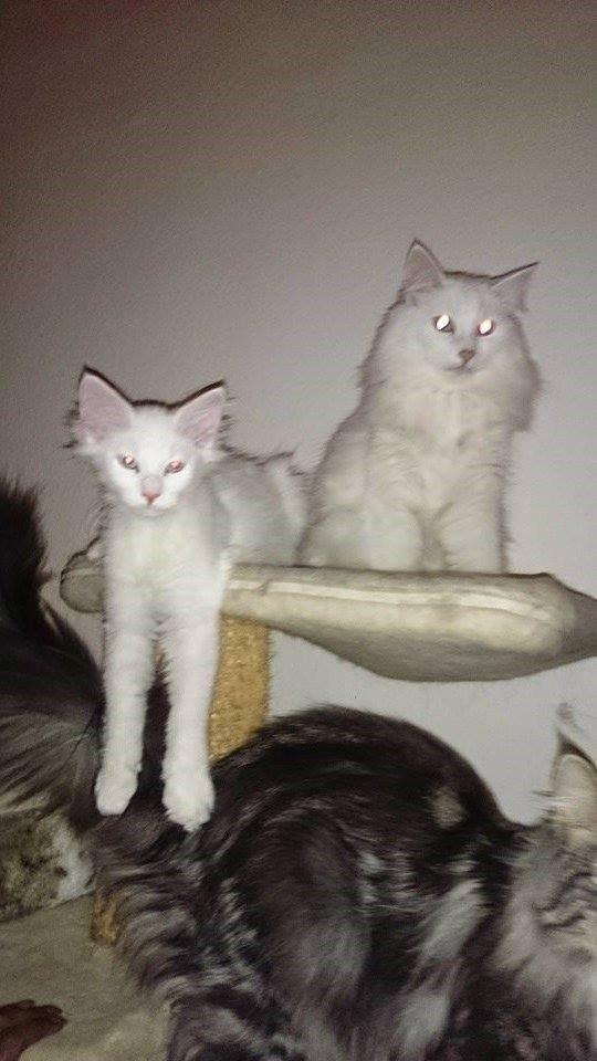 Norsk Skovkat Dk northtown cats Elvira billede 23