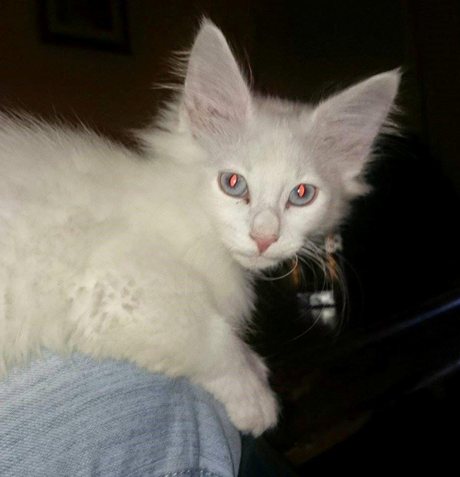 Norsk Skovkat Dk northtown cats Elvira billede 26