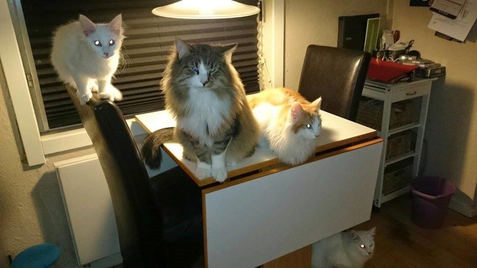 Norsk Skovkat Dk northtown cats Elvira billede 27