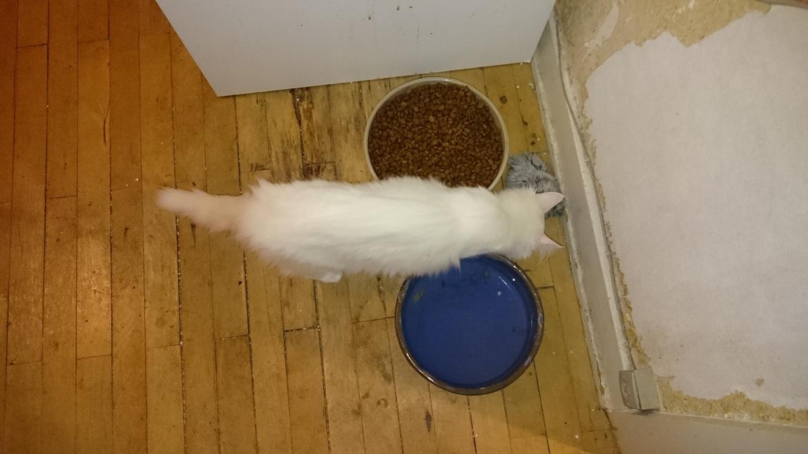 Norsk Skovkat Dk northtown cats Elvira billede 30