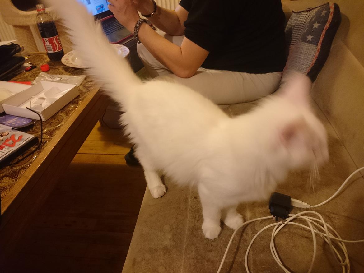 Norsk Skovkat Dk northtown cats Elvira billede 31