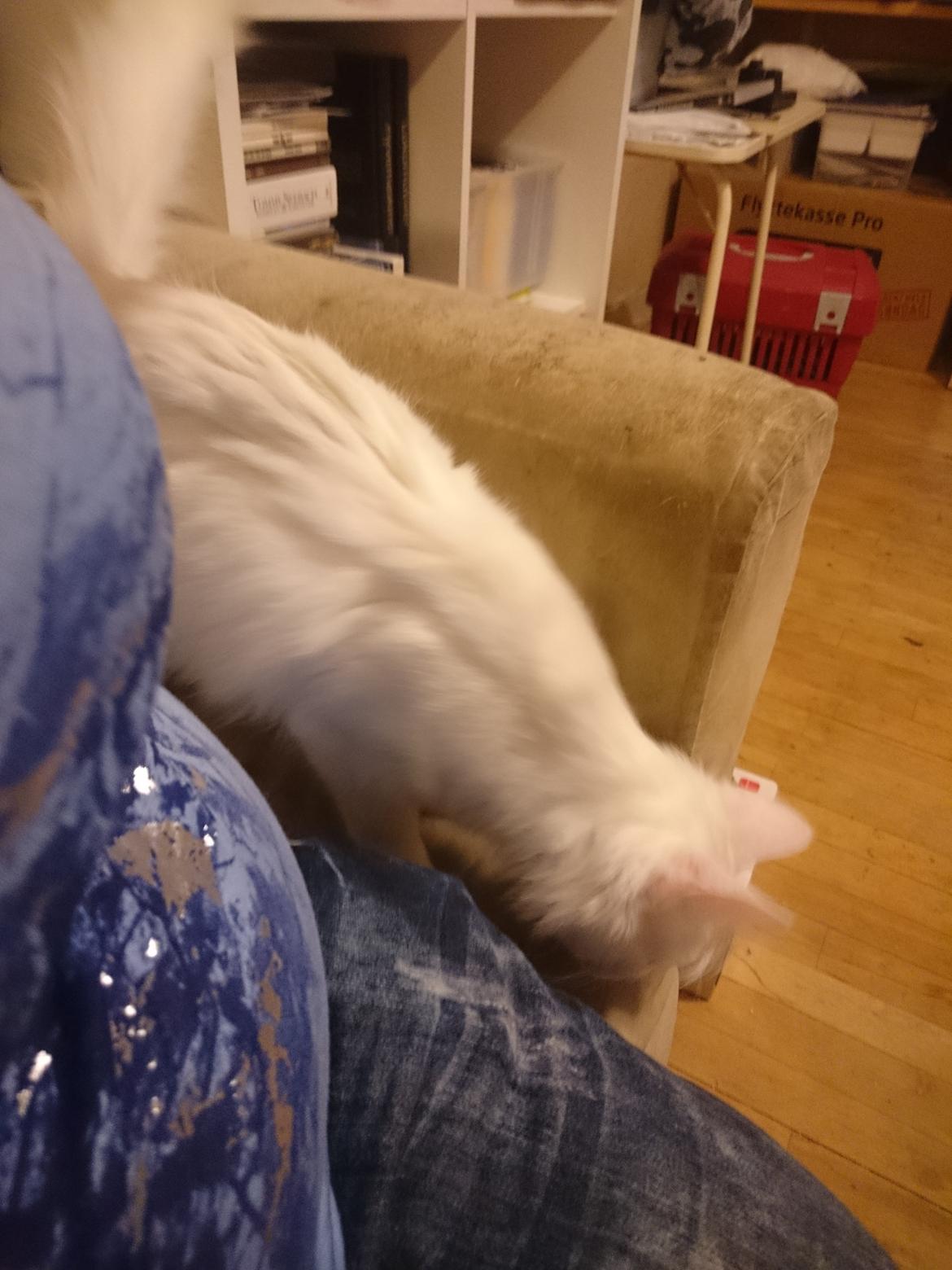 Norsk Skovkat Dk northtown cats Elvira billede 32