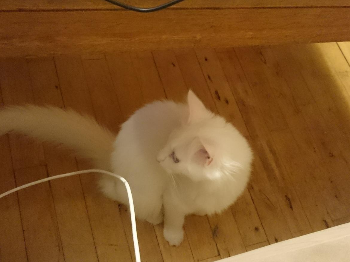 Norsk Skovkat Dk northtown cats Elvira billede 34