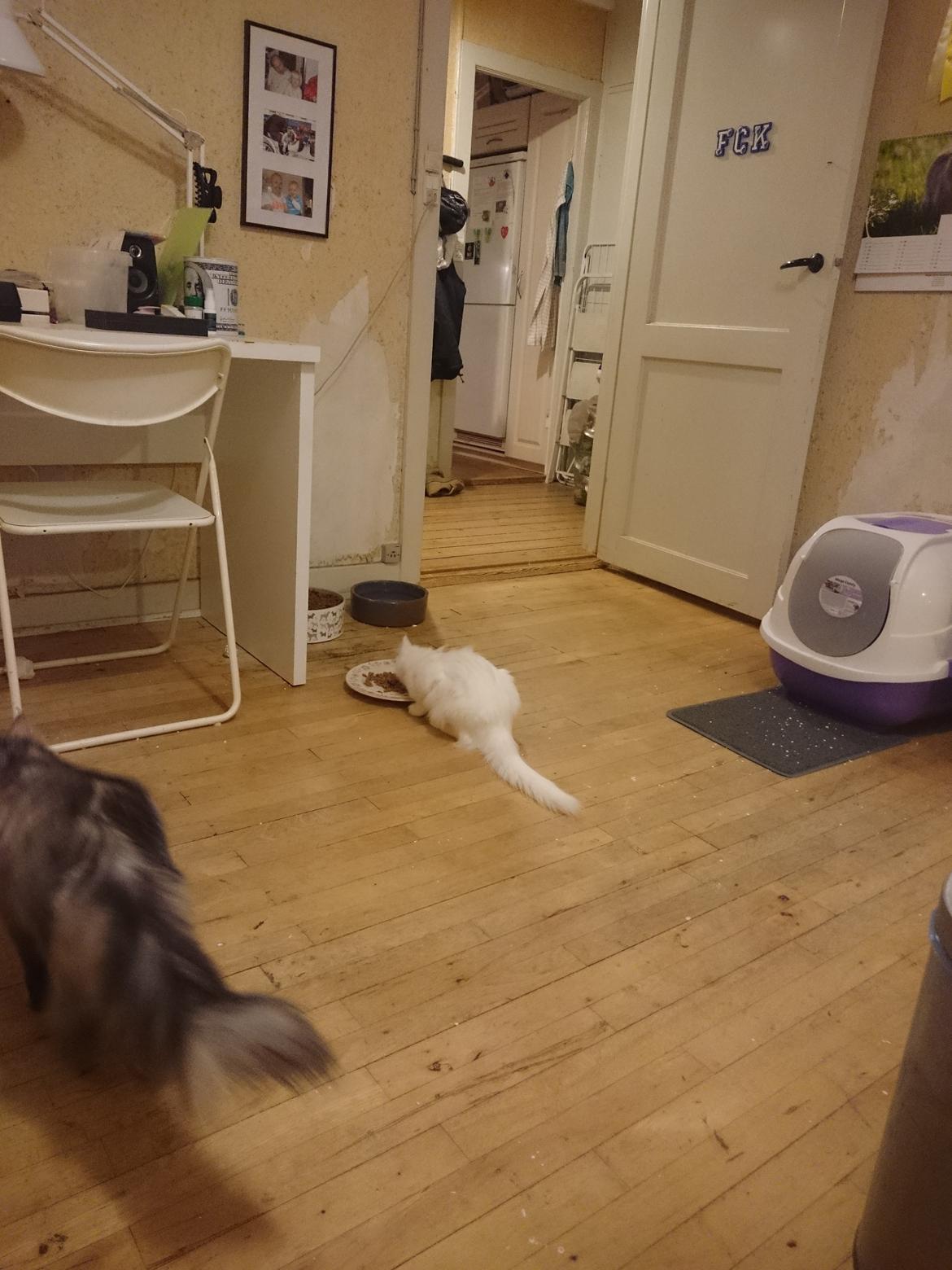 Norsk Skovkat Dk northtown cats Elvira billede 33