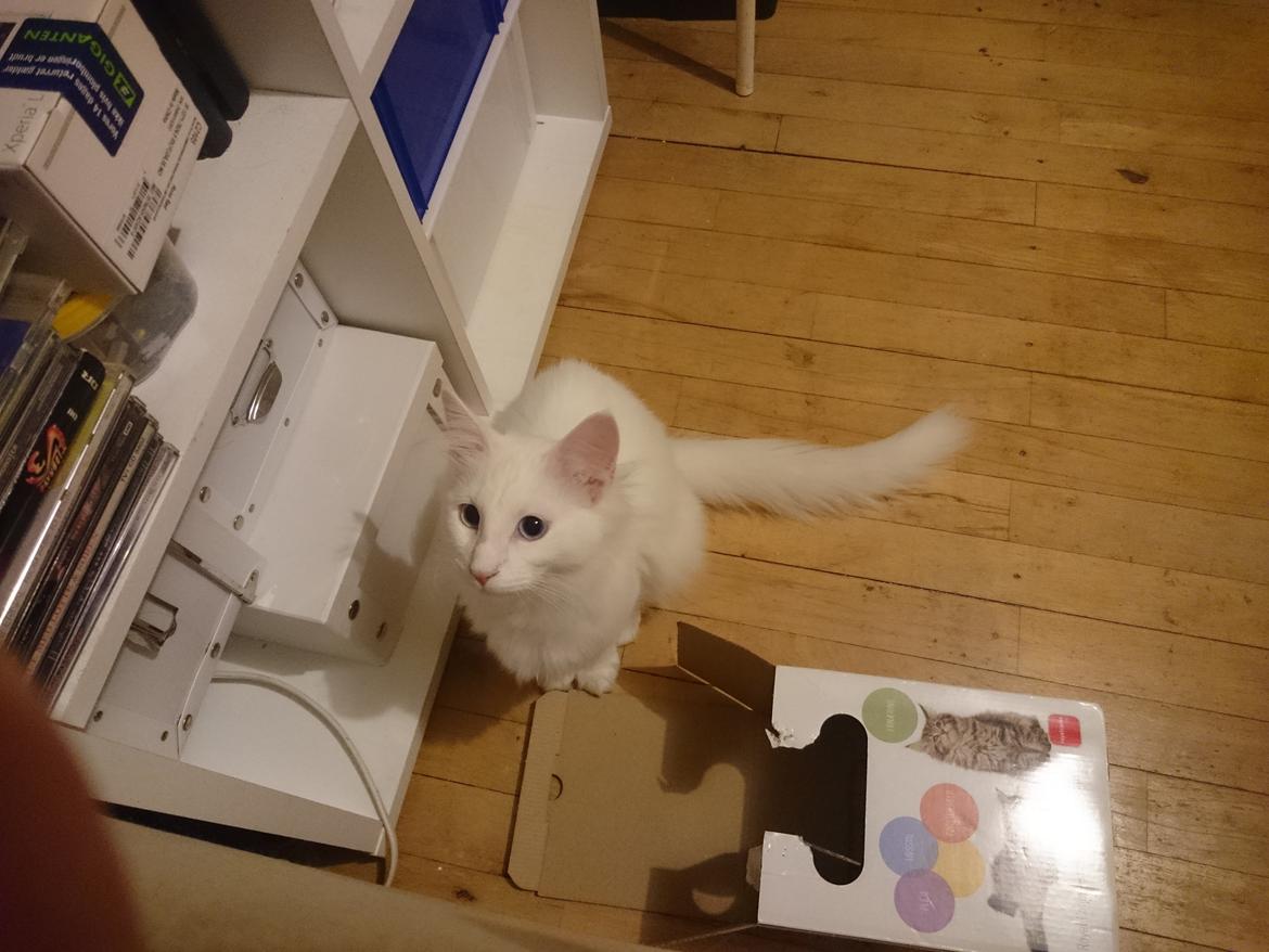 Norsk Skovkat Dk northtown cats Elvira billede 35