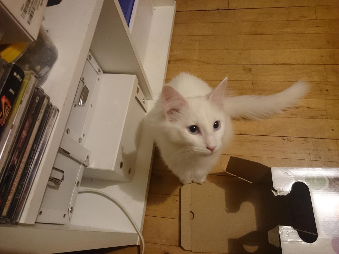 Norsk Skovkat Dk northtown cats Elvira billede 36