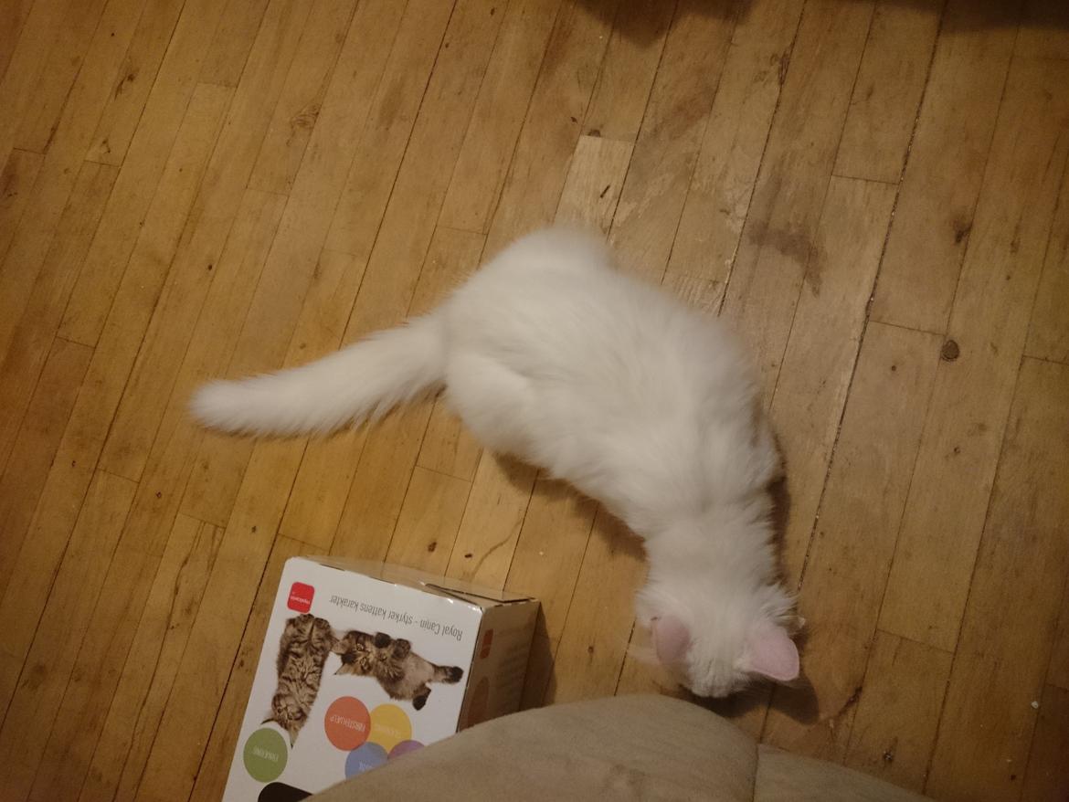 Norsk Skovkat Dk northtown cats Elvira billede 38