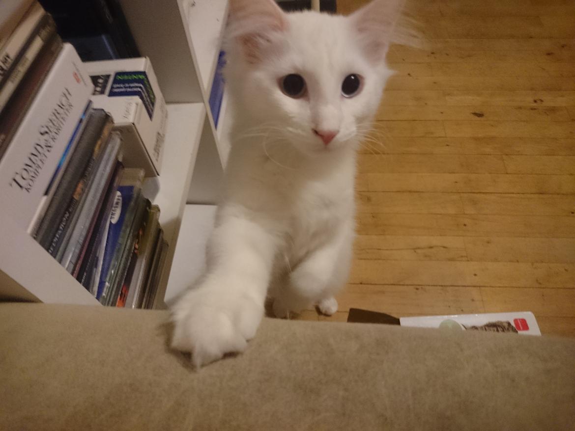 Norsk Skovkat Dk northtown cats Elvira billede 37