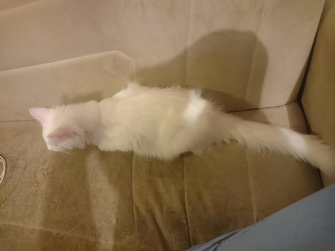 Norsk Skovkat Dk northtown cats Elvira billede 39