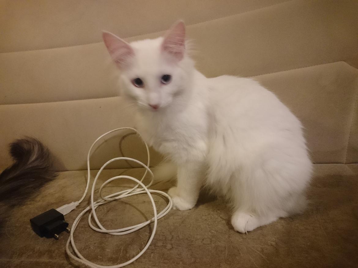 Norsk Skovkat Dk northtown cats Elvira billede 40