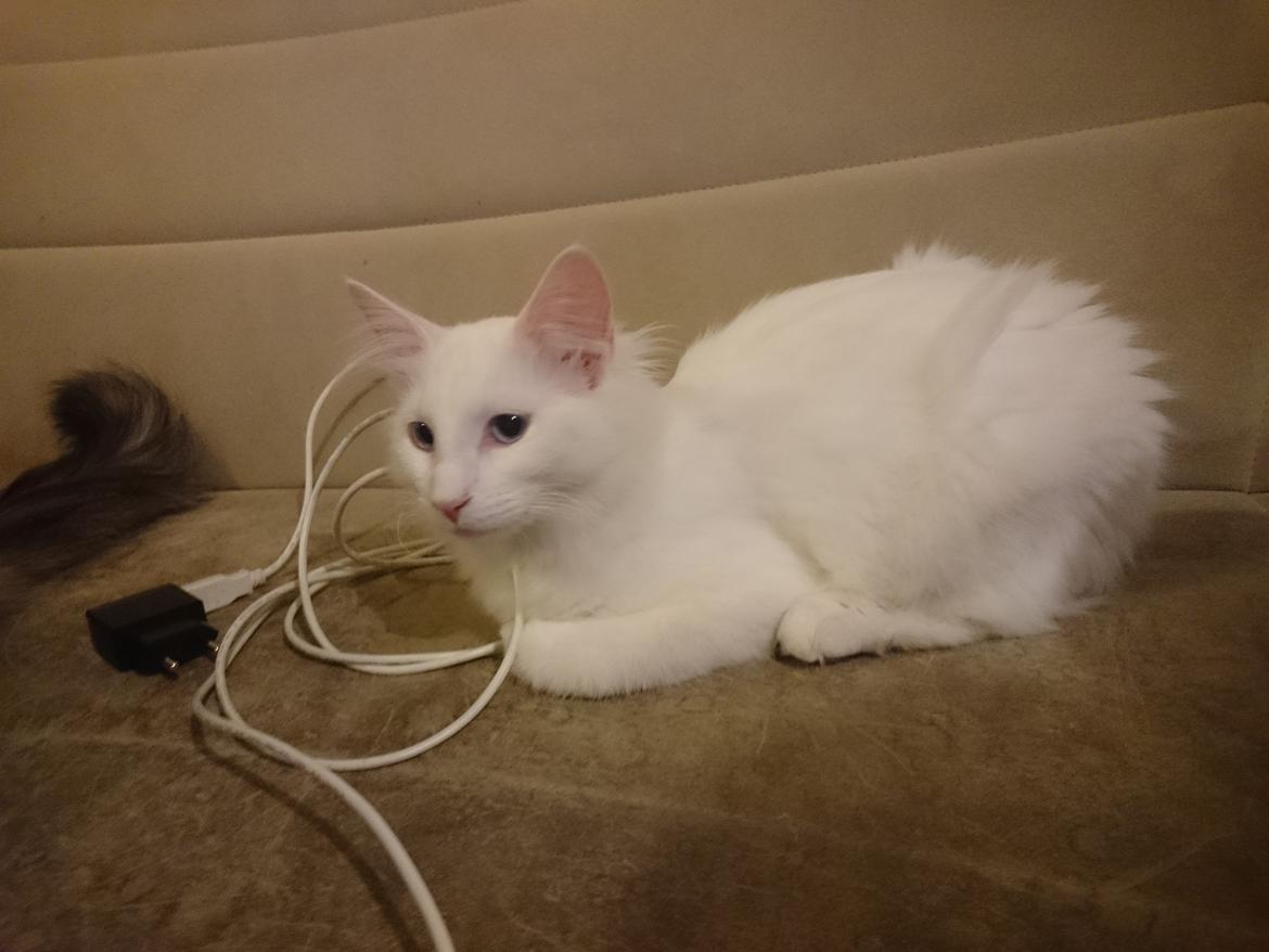 Norsk Skovkat Dk northtown cats Elvira billede 41