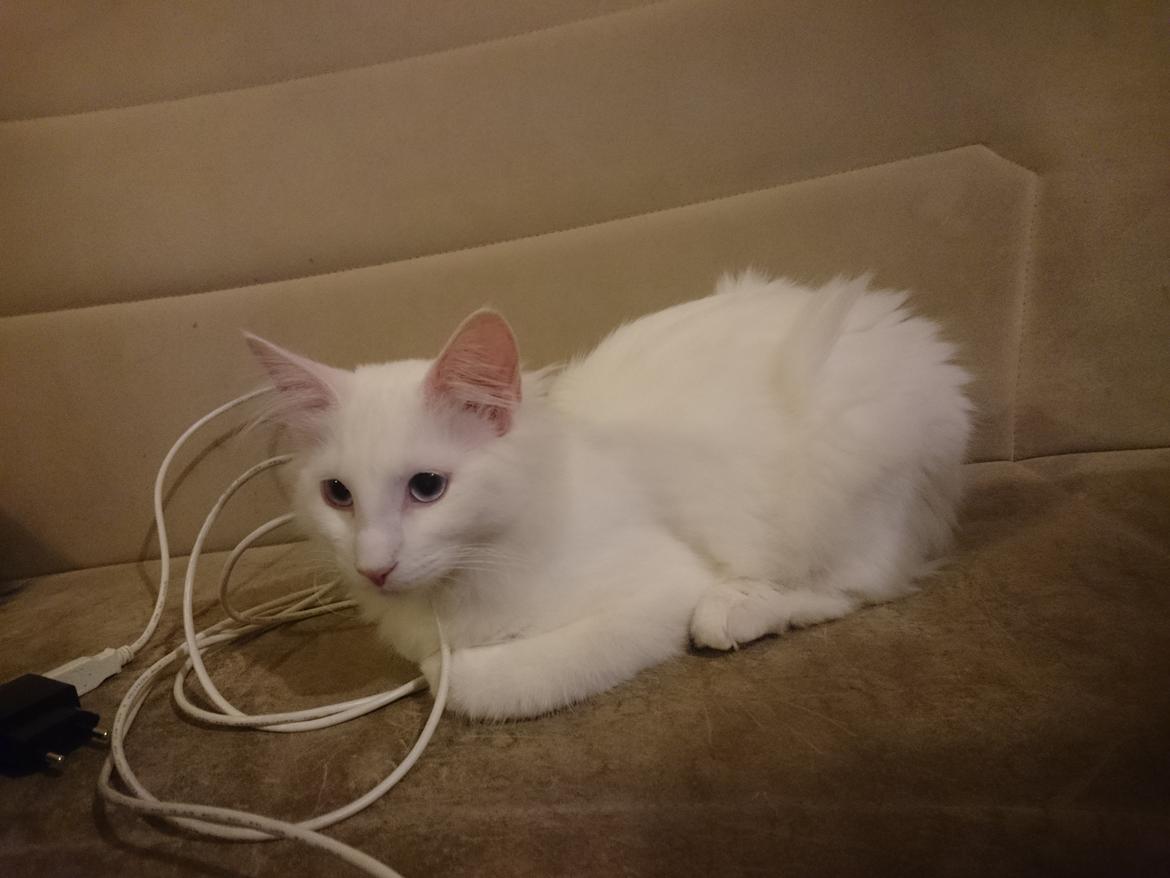 Norsk Skovkat Dk northtown cats Elvira billede 42