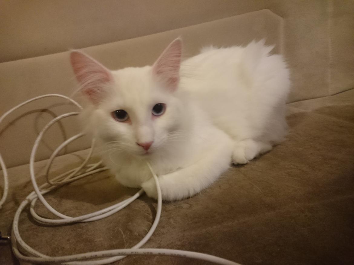 Norsk Skovkat Dk northtown cats Elvira billede 43