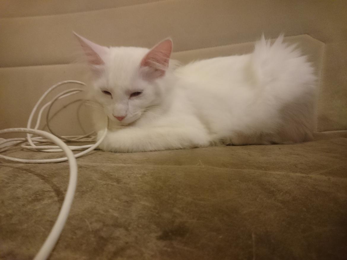 Norsk Skovkat Dk northtown cats Elvira billede 45