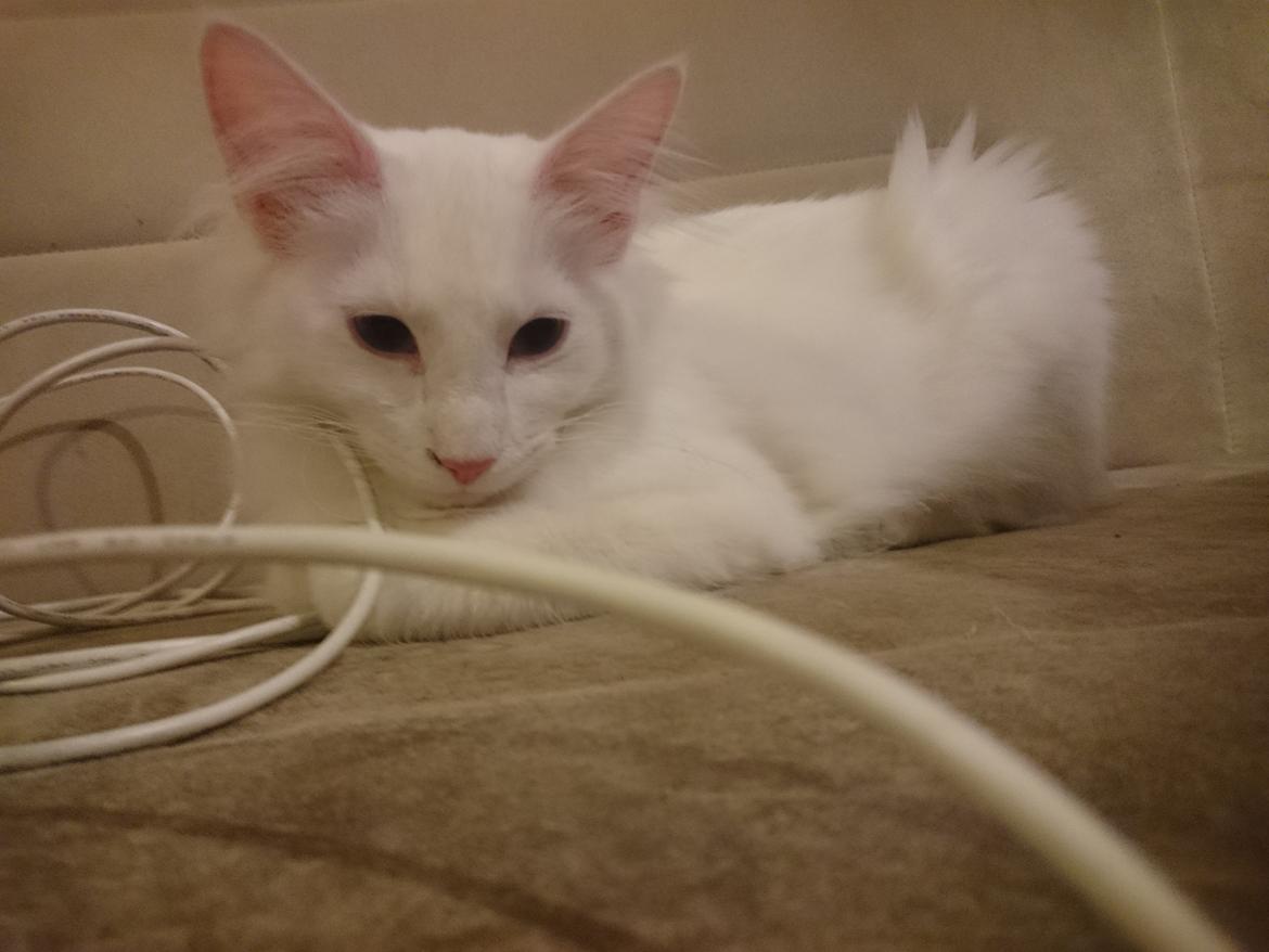 Norsk Skovkat Dk northtown cats Elvira billede 46