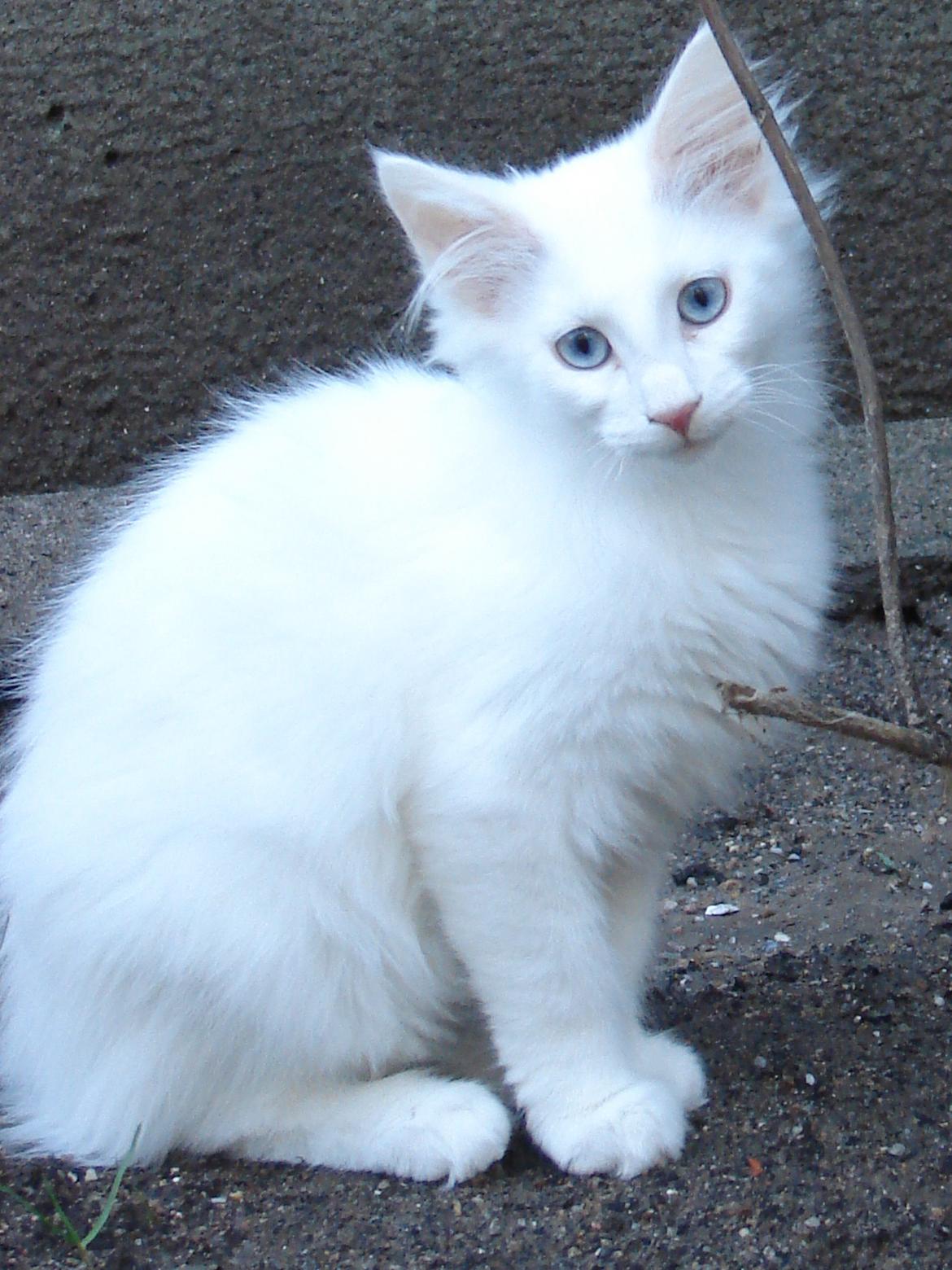 Norsk Skovkat Dk northtown cats Elvira billede 50