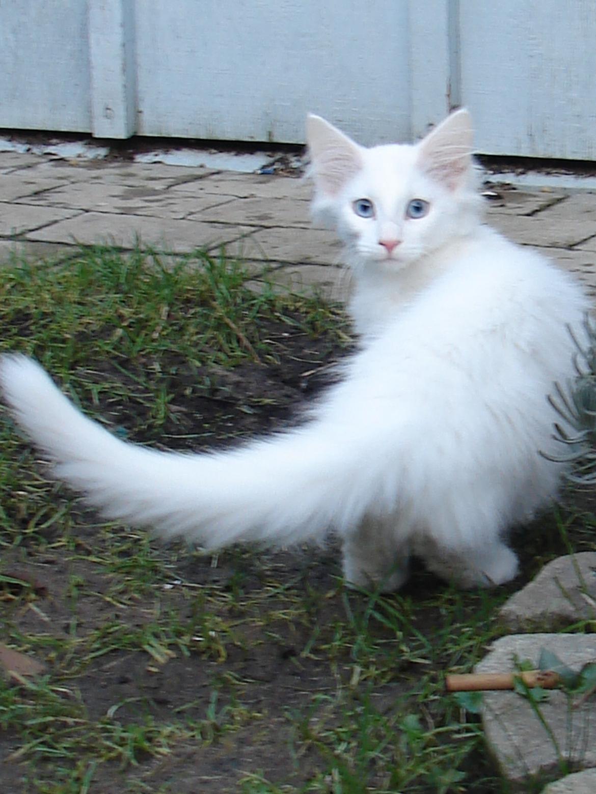 Norsk Skovkat Dk northtown cats Elvira billede 49