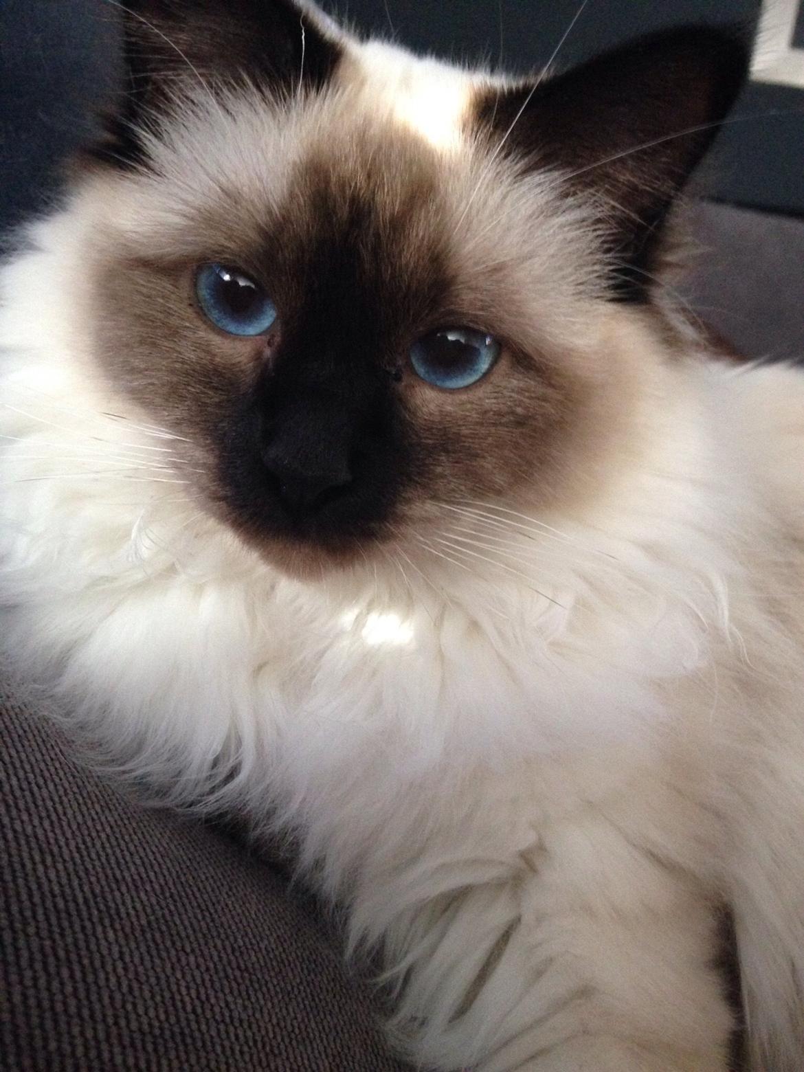 Hellig Birma Lucky - er jeg ikke bare smuk😍 billede 1