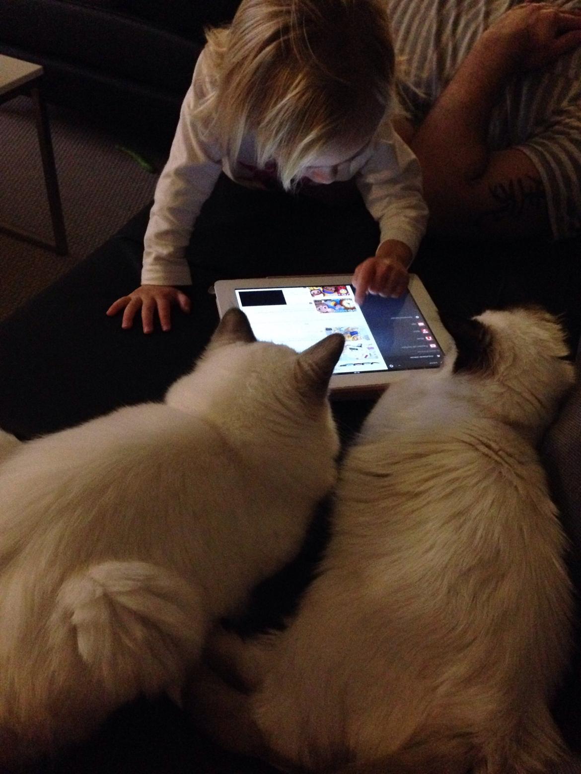 Hellig Birma Lucky - elsker at kigge på ipad med min kæreste billede 2