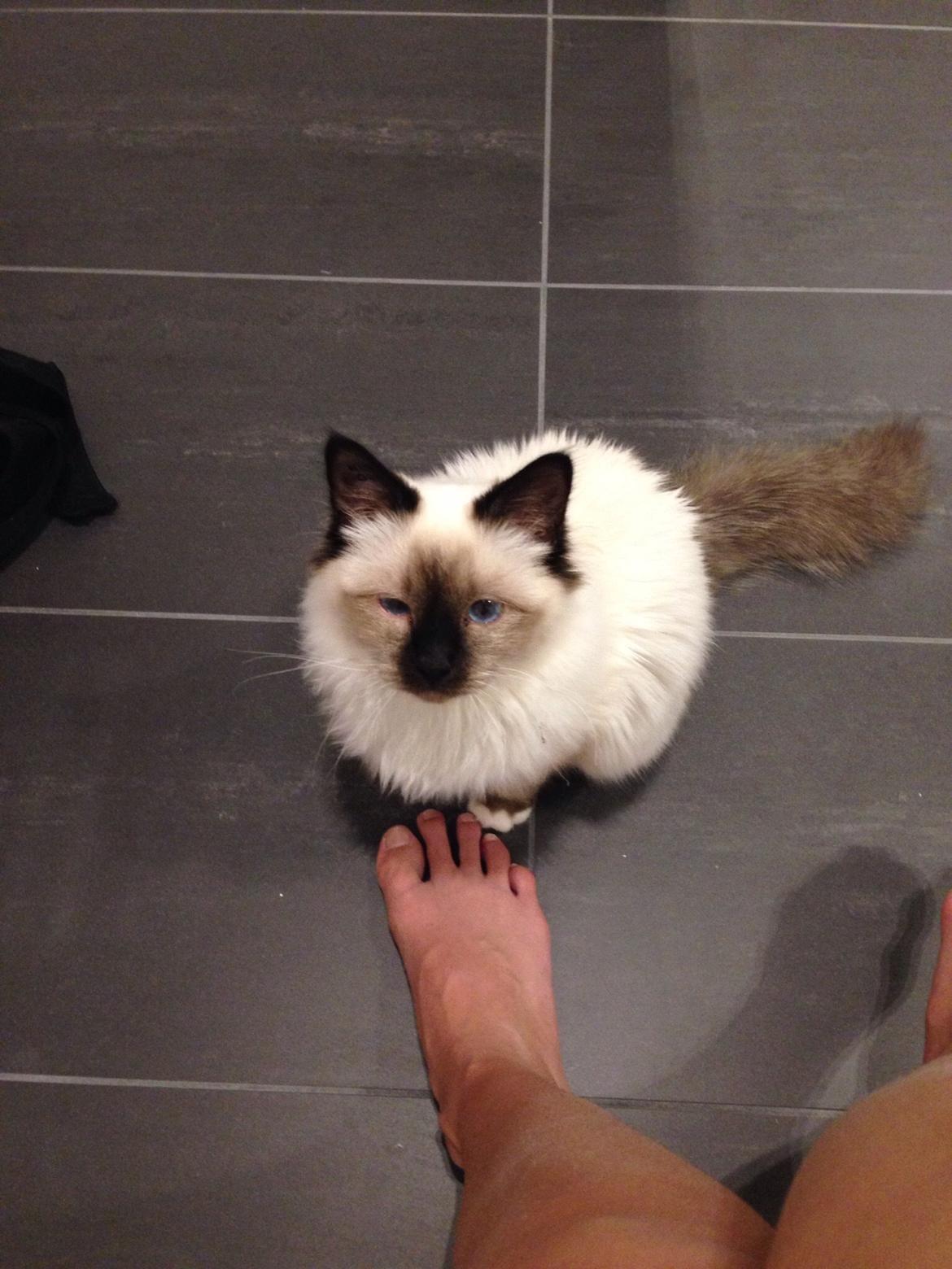 Hellig Birma Lucky - det er hårdt at stå tidligt op zzzz billede 3