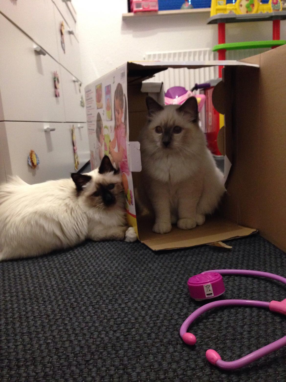 Hellig Birma Lucky - papkasser er lige sagen 😆 billede 4