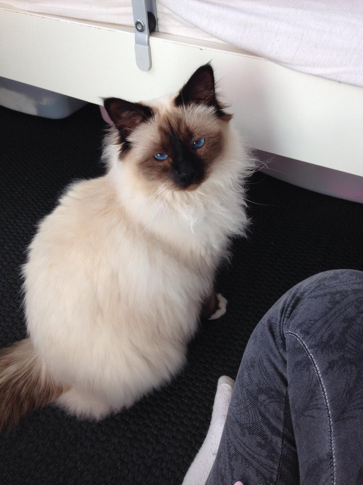 Hellig Birma Lucky billede 5