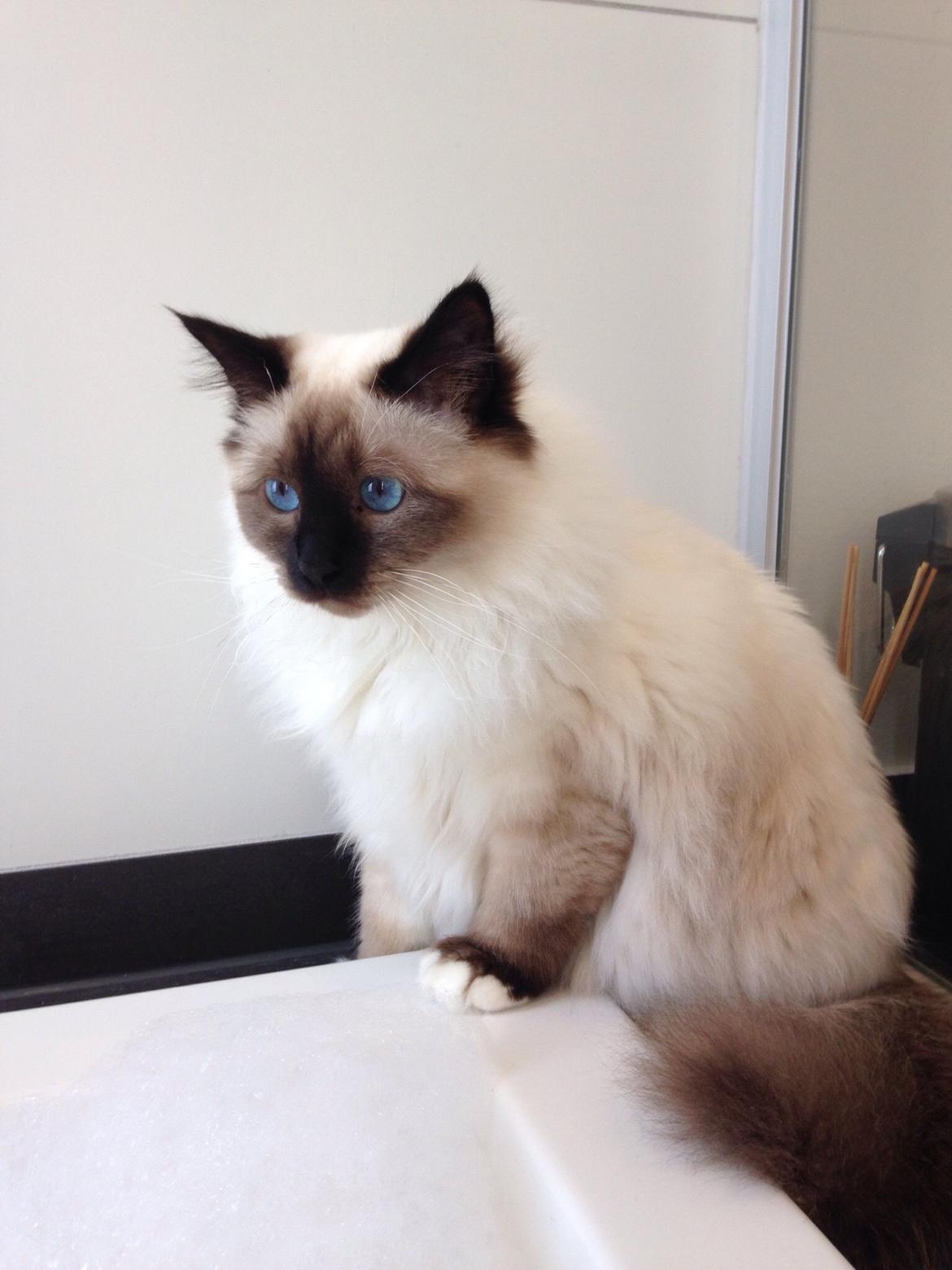 Hellig Birma Lucky billede 6