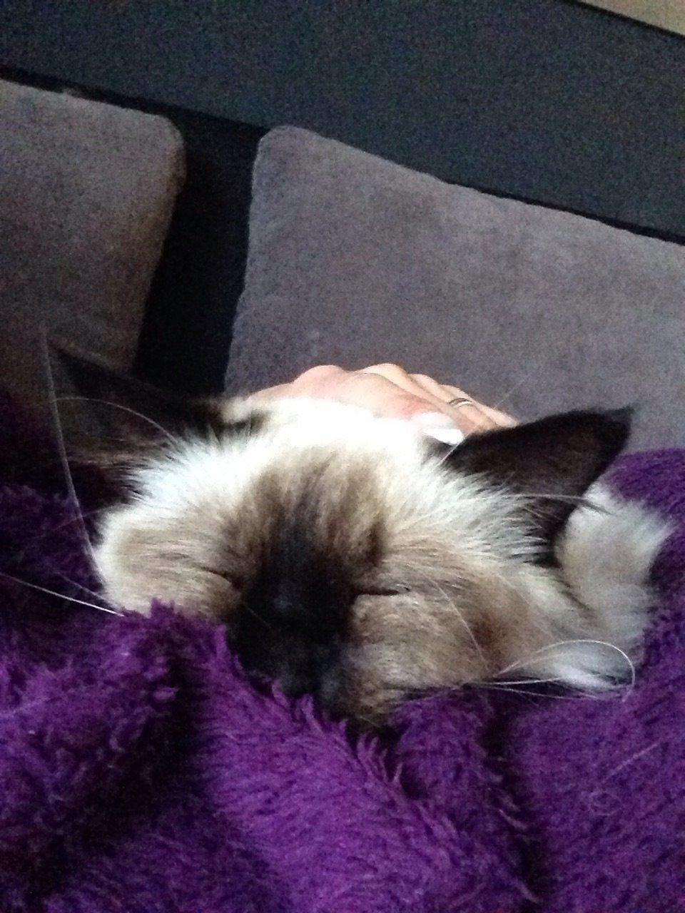 Hellig Birma Lucky - elsker at blive nusset billede 7