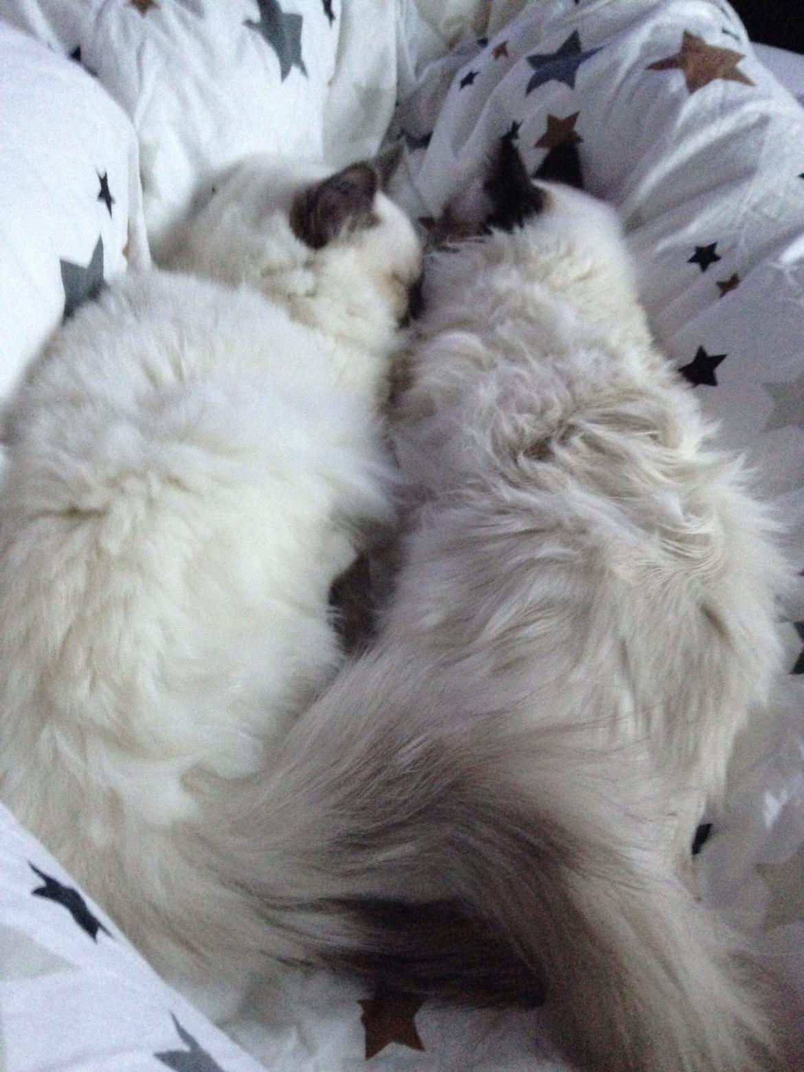 Hellig Birma Lucky - mig og min kæreste❤️ billede 8