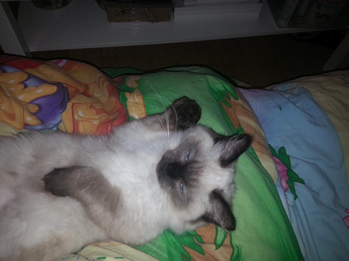 Ragdoll DK Vandoll Youthfull Yoda rag n billede 9