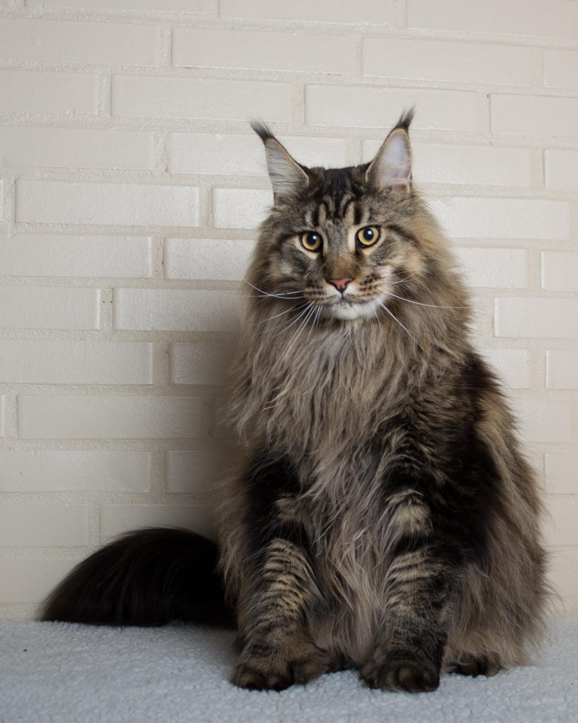 Maine Coon Baby (poly) billede 1