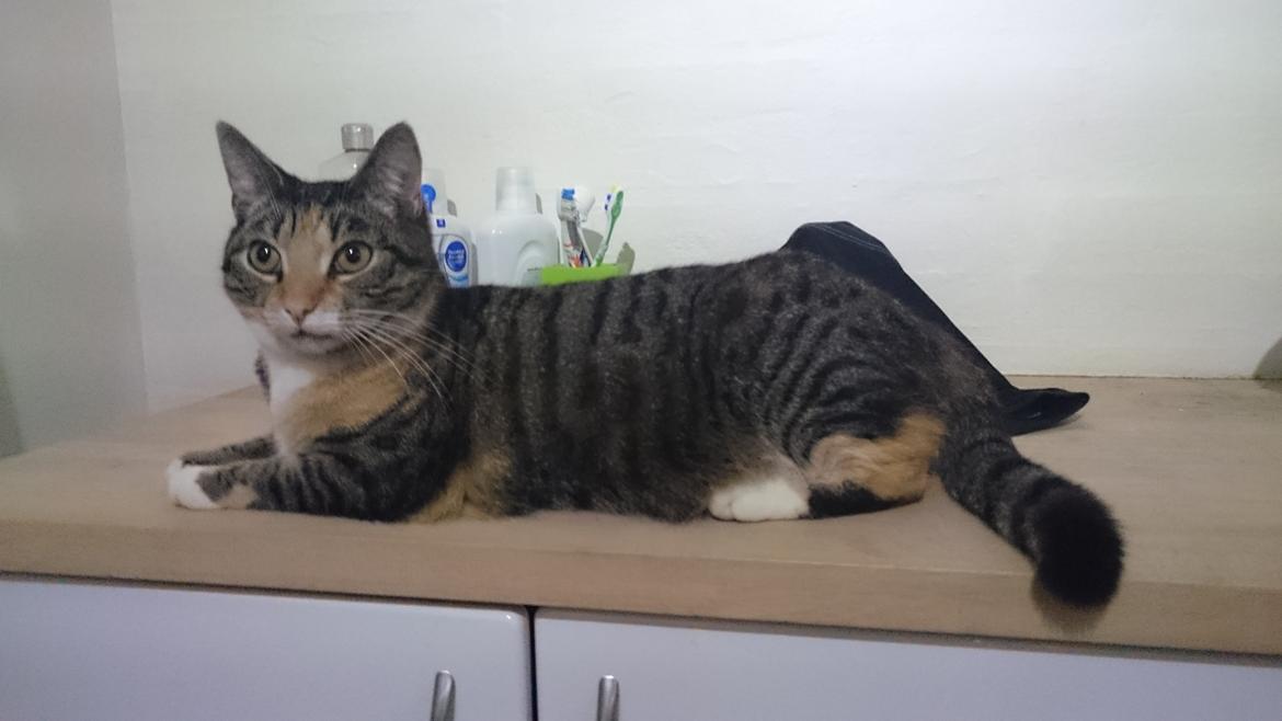 Huskat Cola billede 1