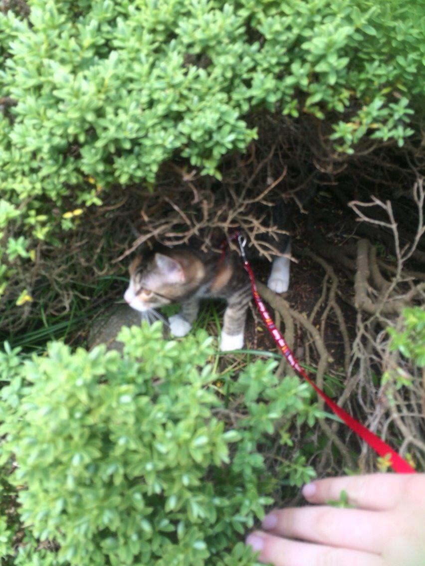 Huskat Pjok billede 1