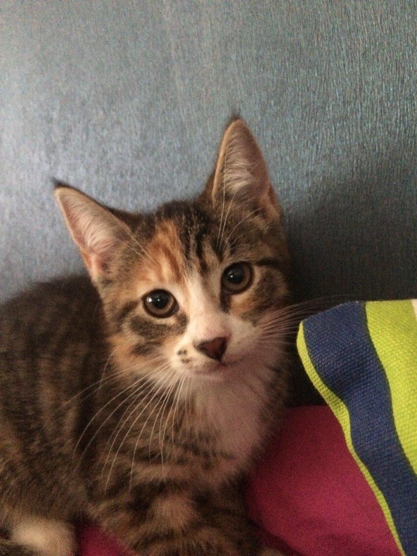 Huskat Pjok billede 3