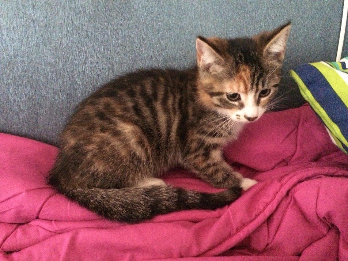 Huskat Pjok billede 4